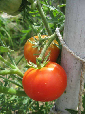 comp_070615_Burkanlapu_Fruchtstand.jpg
