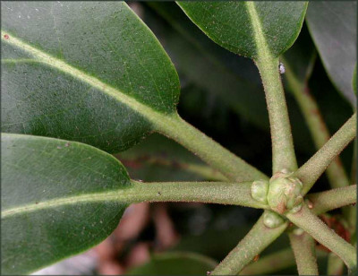 Rhodo.JPG