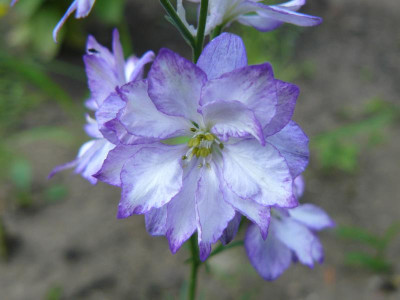 Consolida ajacis (Garten - Feldrittersporn).jpg