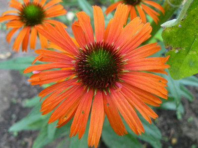 Echinacea purpurea ´Orange Skipper´  Roter Sonnenhut.jpg