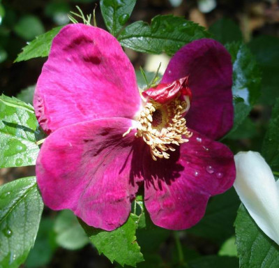 Basyes_Purple_Rose1.jpg