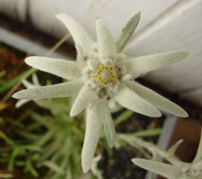 Edelweiss040607.jpg