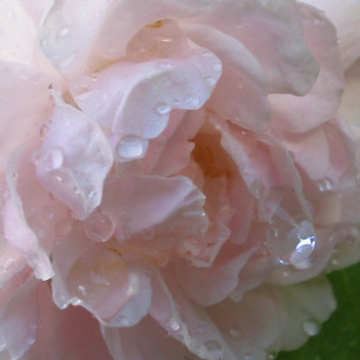 Blush_Noisette_mit_Tropfen_1_2_1.jpg