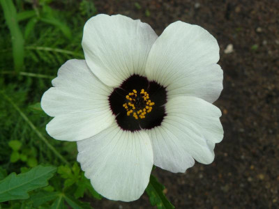 Hibiscus trionum  (Stundenblume).jpg