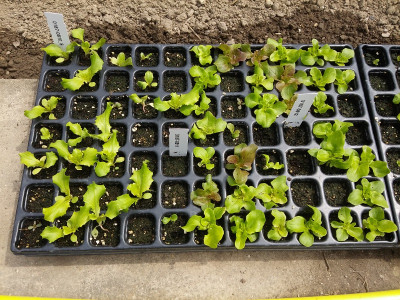 Salat Platte 1.jpg