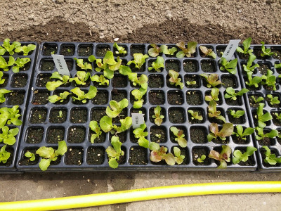 Salat Platte 2.jpg