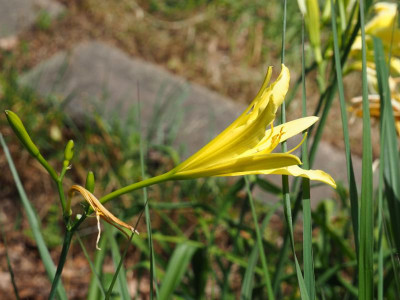 Hemerocallis citrina Ochroleuca P7080034.JPG