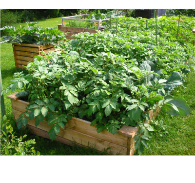 Kartoffelbeet_18.06.07.jpg