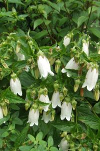 bloemen_5_070.jpg