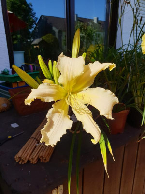 20190722_165242.jpg