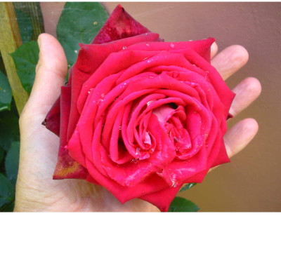 Unbekannte_rote_Rose_Blute.jpg