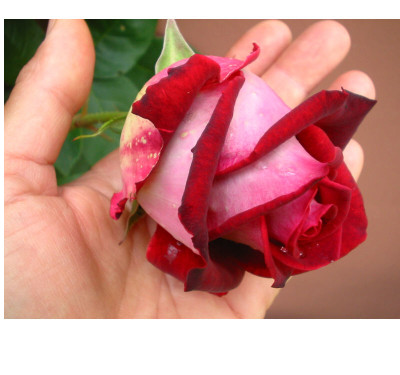 Unbekannte_rote_Rose_Knospe.jpg