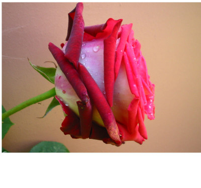 Unbekannte_rote_Rose_Seitenansicht.jpg