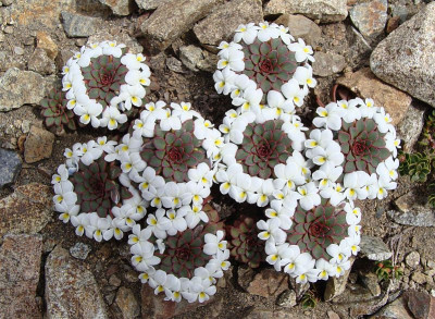 Viola sacculus.jpg
