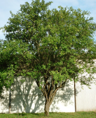 Mirabellenbaum.jpg