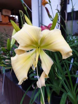 20190723_054048.jpg