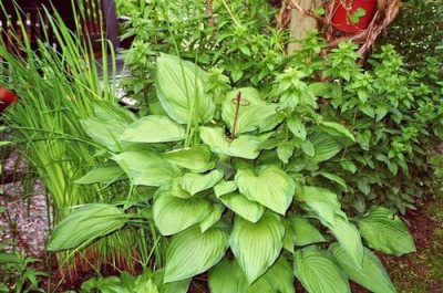 hosta-neu2006-2.jpg