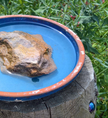 schale20190722.jpg