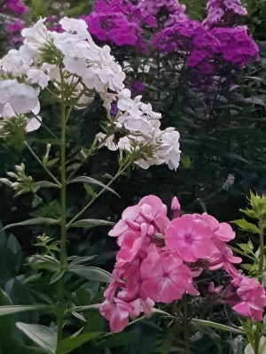 20190722_215432.jpg