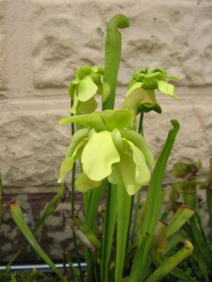 Sarracenia_minor_Blute.jpg