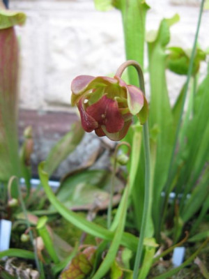 Sarracenia_rubra_Blute.jpg