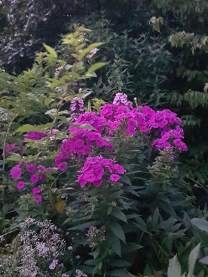 20190722_215619.jpg