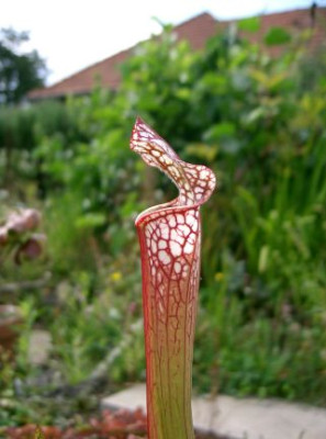 Sarracenia_leucophylla_Detail.jpg