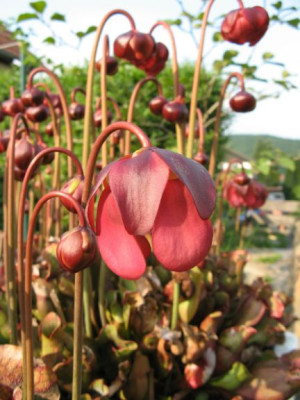 Sarracenia_purpureaB.jpg