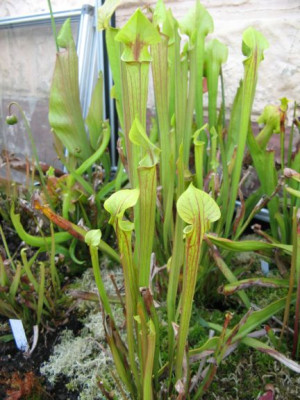 Sarracenia_flava.jpg