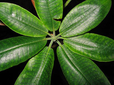 Rhododendron_auriculatum_Blatter.jpg