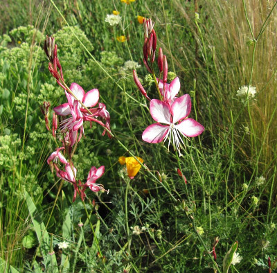 IMG_7562_Wiesenbeet_23Juli2019_.jpg