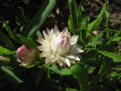 IMG_7600_Strohblume_23Juli2019_.jpg