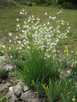 IMG_7534_Anthericum_ramosum_22Juli2019_.jpg