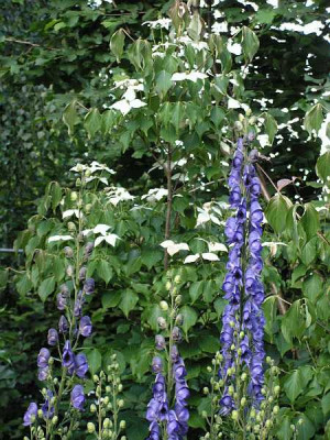 aconitum_napellus_0002.jpg