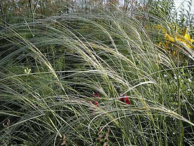 stipa_barbata-vielleicht_0023.jpg