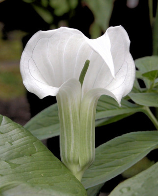A.candiss_u4.jpg
