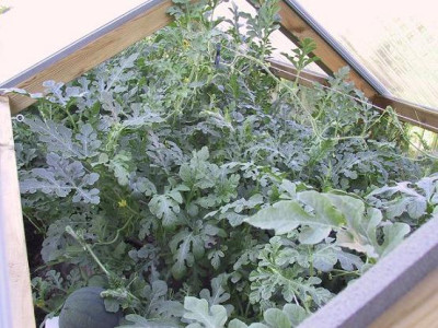 fruehbeet_06_18.JPG