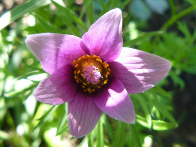 Anemone pulsatilla (Küchenschelle).jpg
