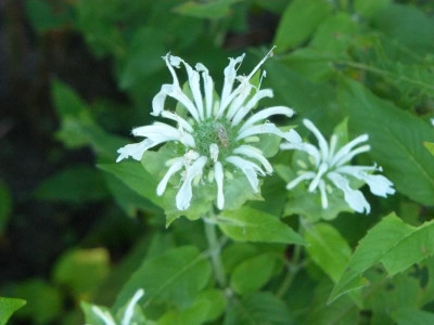 Monarda fistulosa 'Schneewittchen'  Indianernessel.jpg