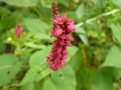 Bistorta amplexicaulis Kerzen Knöterich.jpg
