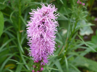 Liatris spicata 'Kobold` Ährige Prachtscharte.jpg