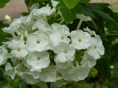 weißer Phlox.jpg