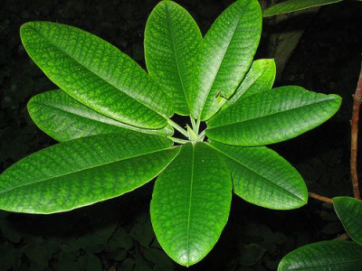 Rhododendron_auriculatum_Blatter_2.jpg