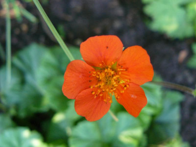 Geum coccineum Koi Garten Nelkenwurz.jpg