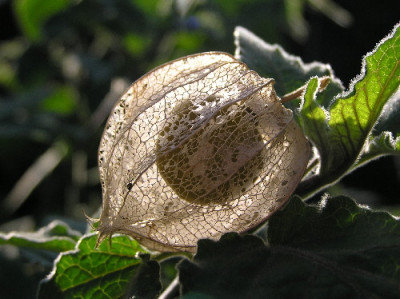Physalis-B-1.jpg