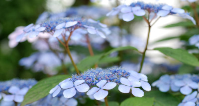 Blue-Bird-blau.jpg