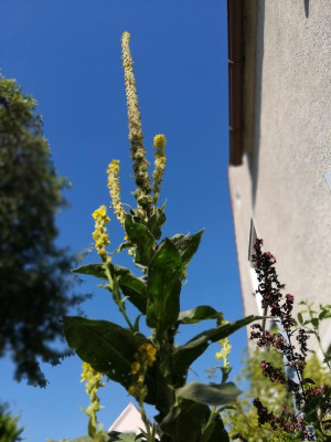 IMG_20190724_091905.jpg