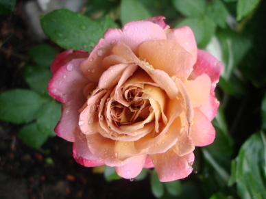 Brownie_0607-2.jpg