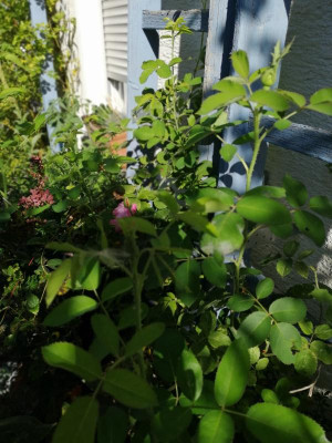 IMG_20190724_090933.jpg