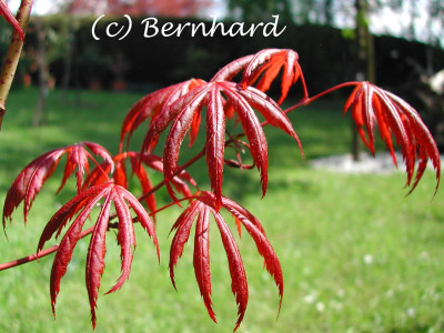 acer_palmatum_trompenburg.jpg